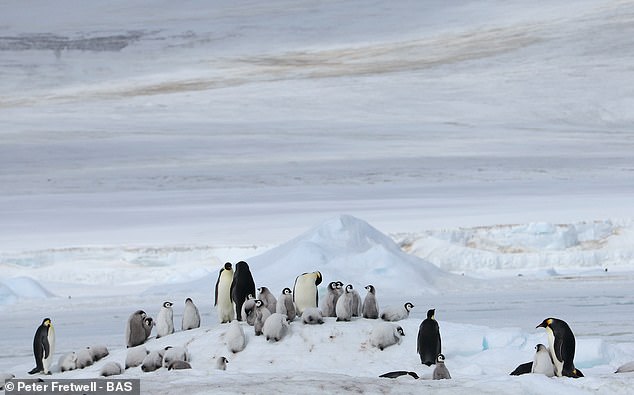 Shrinking Antarctic Sea Ice Threatens Emperor Penguins During Vulnerable Moulting Period, Study Shows