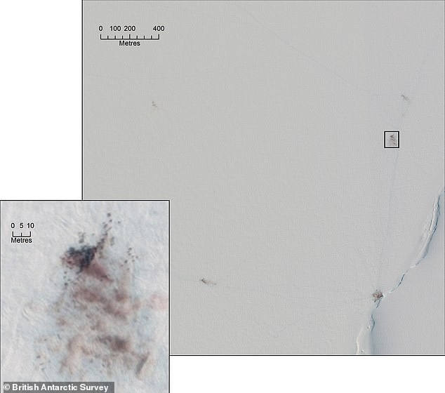 Shrinking Antarctic Sea Ice Threatens Emperor Penguins During Vulnerable Moulting Period, Study Shows