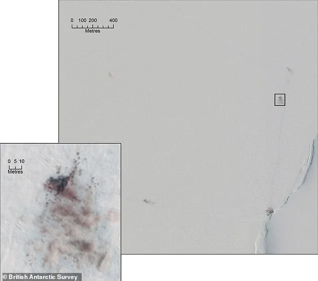 Shrinking Antarctic Sea Ice Threatens Emperor Penguins During Vulnerable Moulting Period, Study Shows