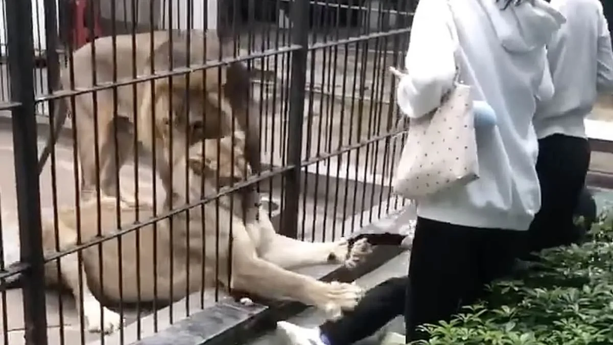 10-Year-Old Girl Attacked by Lion at Chinese Zoo; Zookeeper's Intervention Prevents Tragedy