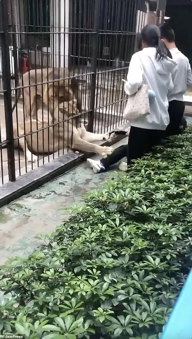 10-Year-Old Girl Attacked by Lion at Chinese Zoo; Zookeeper's Intervention Prevents Tragedy