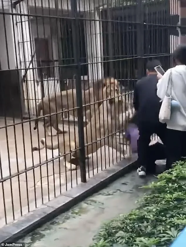10-Year-Old Girl Attacked by Lion at Chinese Zoo; Zookeeper's Intervention Prevents Tragedy