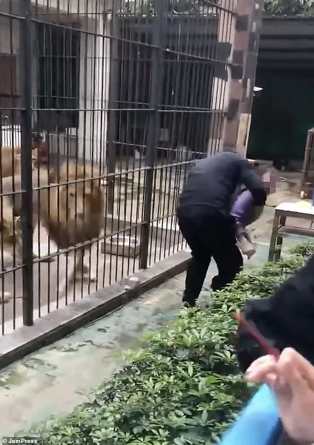 10-Year-Old Girl Attacked by Lion at Chinese Zoo; Zookeeper's Intervention Prevents Tragedy