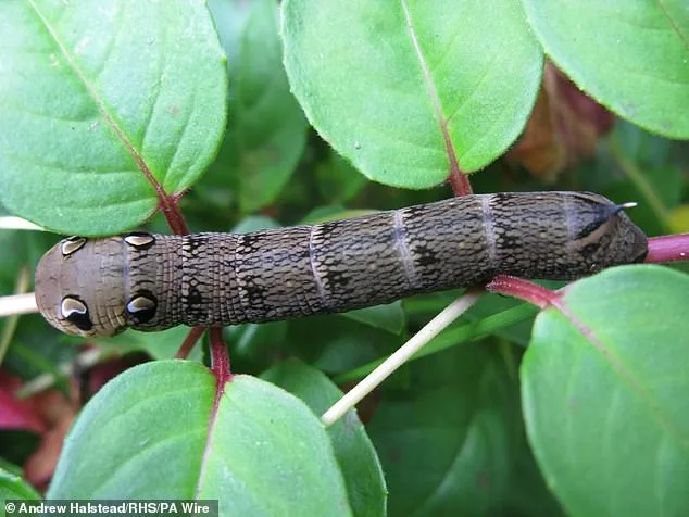 Embrace the Chaos: Letting Caterpillars Save Moths as Gardeners Join Conservation Efforts