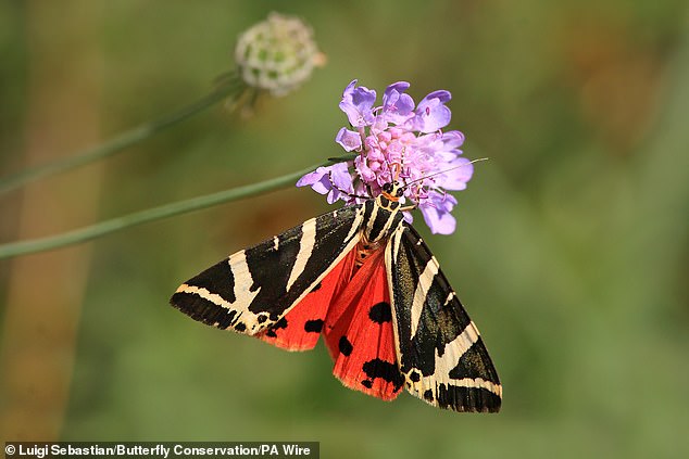 Embrace the Chaos: Letting Caterpillars Save Moths as Gardeners Join Conservation Efforts