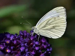 Embrace the Chaos: Letting Caterpillars Save Moths as Gardeners Join Conservation Efforts