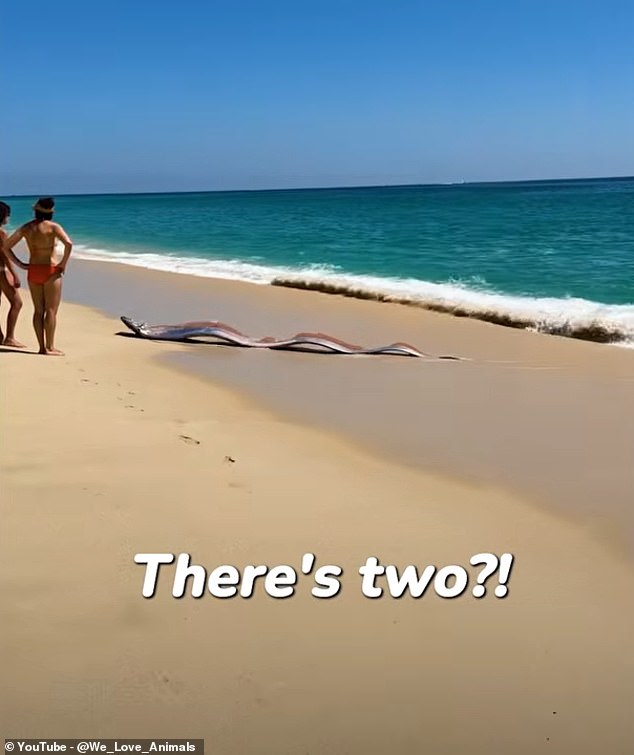 Rare Oarfish Sighting in Cabo San Lucas Ignites Ancient Prophecy Whispers