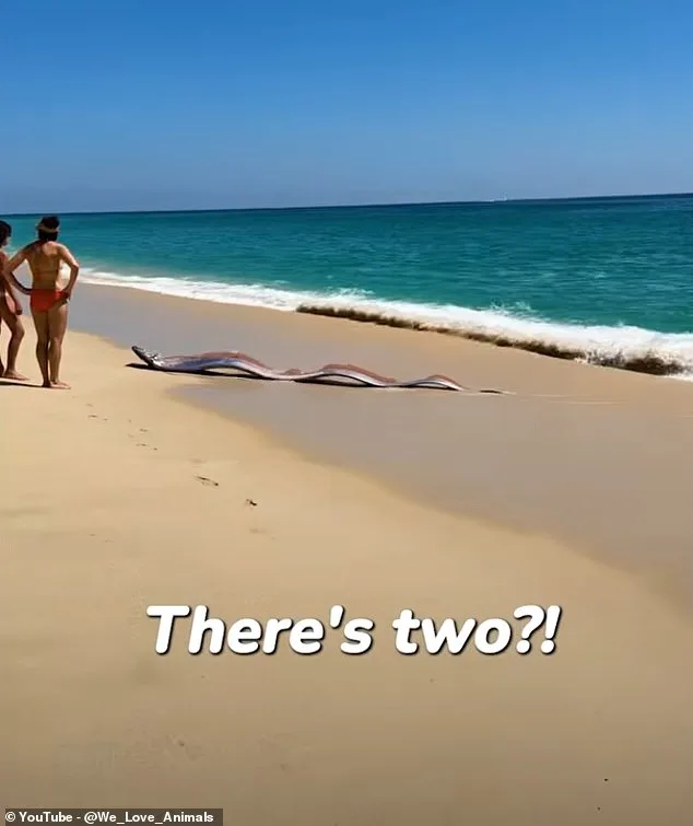 Rare Oarfish Sighting in Cabo San Lucas Ignites Ancient Prophecy Whispers