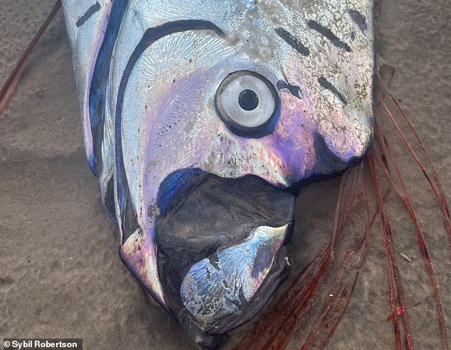 Rare Oarfish Sighting in Cabo San Lucas Ignites Ancient Prophecy Whispers