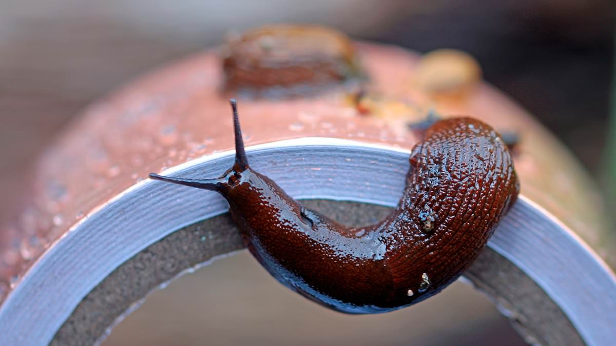 Britain's Gardens Face Slugageddon Repeat as Wet February 2026 Sparks Slug Surge