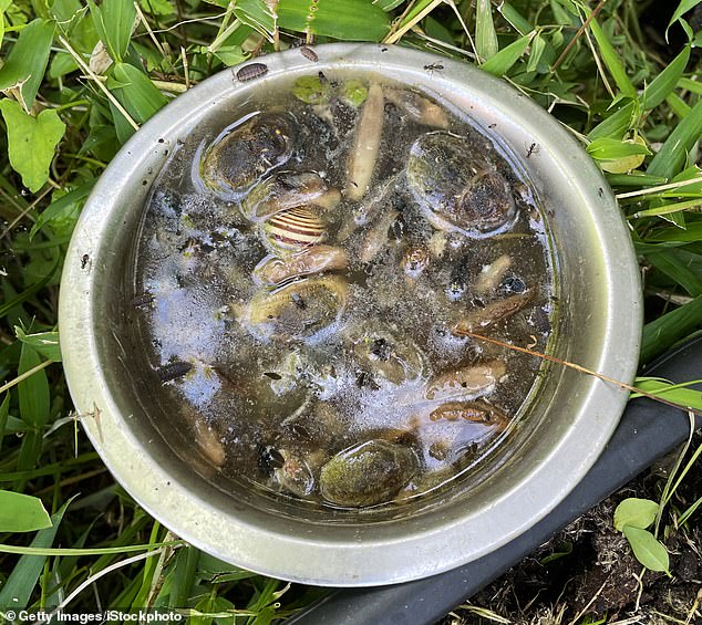 Britain's Gardens Face Slugageddon Repeat as Wet February 2026 Sparks Slug Surge