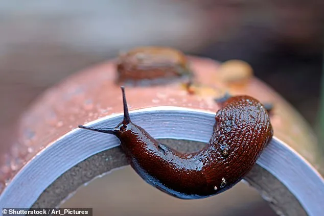 Britain's Gardens Face Slugageddon Repeat as Wet February 2026 Sparks Slug Surge