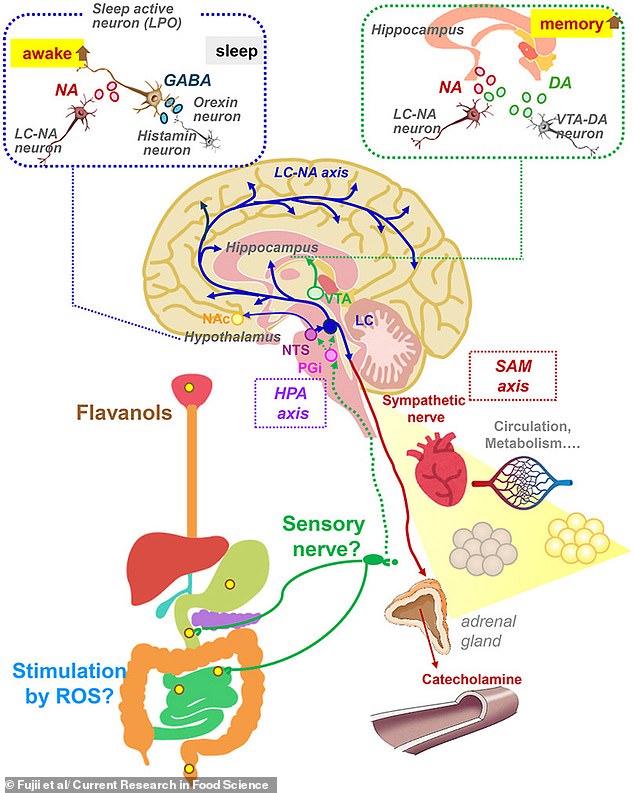 Flavanols in Red Wine and Chocolate May Boost Brain Function Like Exercise, Study Suggests