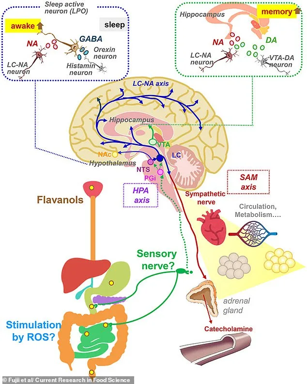 Flavanols in Red Wine and Chocolate May Boost Brain Function Like Exercise, Study Suggests
