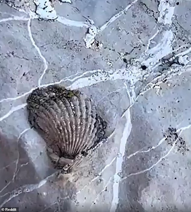 Ancient Marine Fossils on Mountains Spark Debate Over Noah's Flood