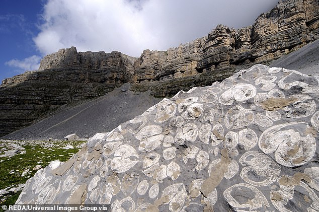 Ancient Marine Fossils on Mountains Spark Debate Over Noah's Flood