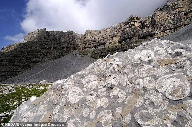Ancient Marine Fossils on Mountains Spark Debate Over Noah's Flood