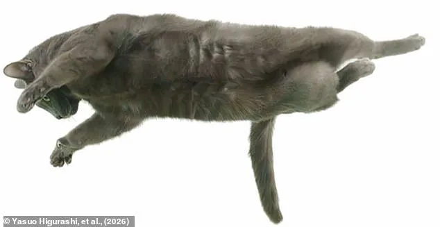 How Cats Twist Midair: Hyper-Flexible Spine Reveals the Secret Behind the Righting Reflex and a Centuries-Old Mystery