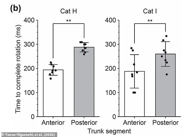 How Cats Twist Midair: Hyper-Flexible Spine Reveals the Secret Behind the Righting Reflex and a Centuries-Old Mystery