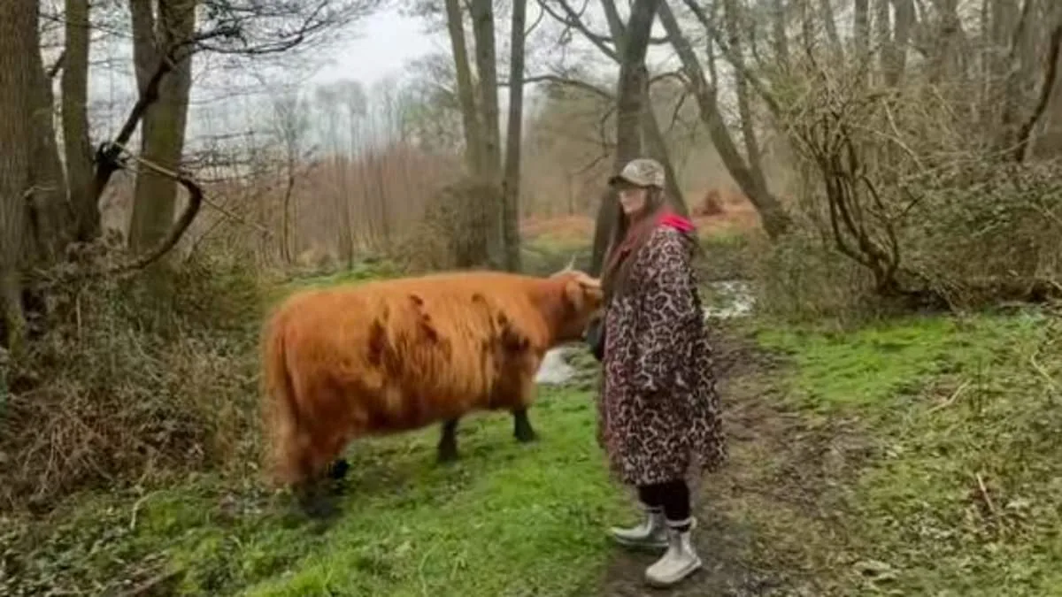 Highland Cows' TikTok Fame Sparks Concerns Over Wildlife Disturbance