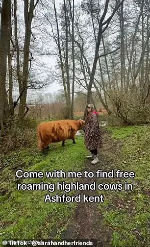 Highland Cows' TikTok Fame Sparks Concerns Over Wildlife Disturbance