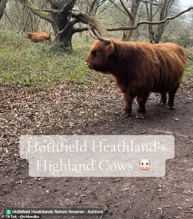 Highland Cows' TikTok Fame Sparks Concerns Over Wildlife Disturbance