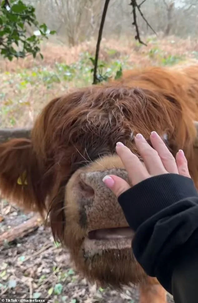 Highland Cows' TikTok Fame Sparks Concerns Over Wildlife Disturbance
