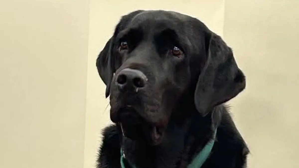 Mistrial Declared After Therapy Dog Enters Jury Room During Dog Killing Trial