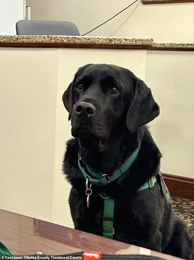 Mistrial Declared After Therapy Dog Enters Jury Room During Dog Killing Trial