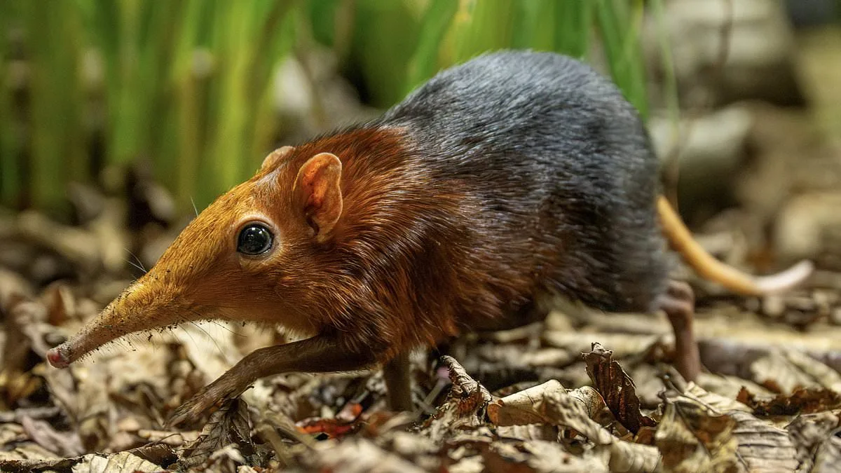 Hidden Miracle at Hertfordshire Zoo: Tiny Elephant Shrews Discovered Thanks to CCTV Footage