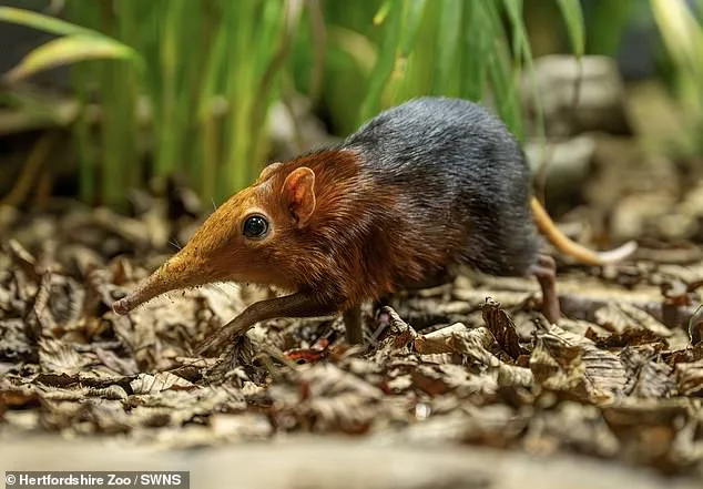 Hidden Miracle at Hertfordshire Zoo: Tiny Elephant Shrews Discovered Thanks to CCTV Footage