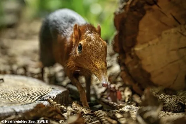 Hidden Miracle at Hertfordshire Zoo: Tiny Elephant Shrews Discovered Thanks to CCTV Footage