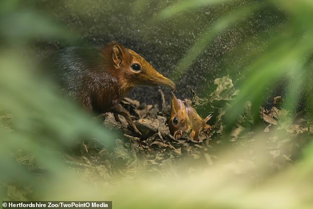 Hidden Miracle at Hertfordshire Zoo: Tiny Elephant Shrews Discovered Thanks to CCTV Footage
