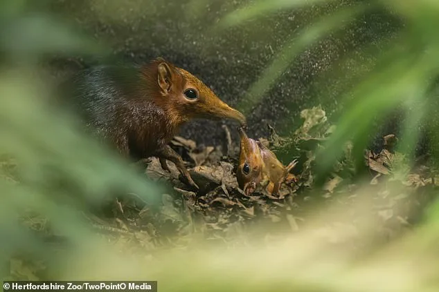 Hidden Miracle at Hertfordshire Zoo: Tiny Elephant Shrews Discovered Thanks to CCTV Footage
