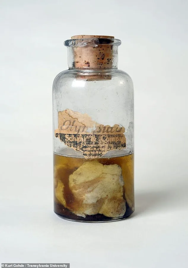 Meat Raining from the Sky: The Kentucky Meat Shower