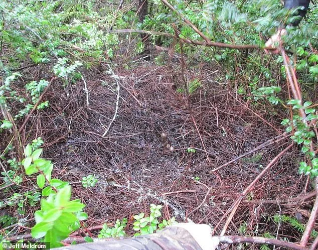 Unprecedented Bigfoot Flap in Ohio Sparks Mystery After Eight Sightings Reported Over Four Days