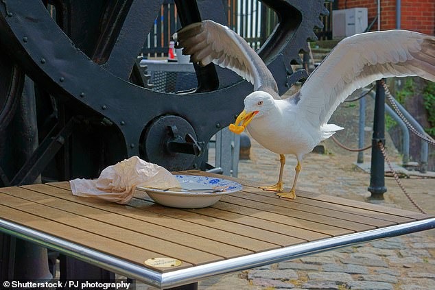 Man Sentenced for Decapitating Seagull That Took Fries from Daughter; Advocates Call Punishment Too Lenient