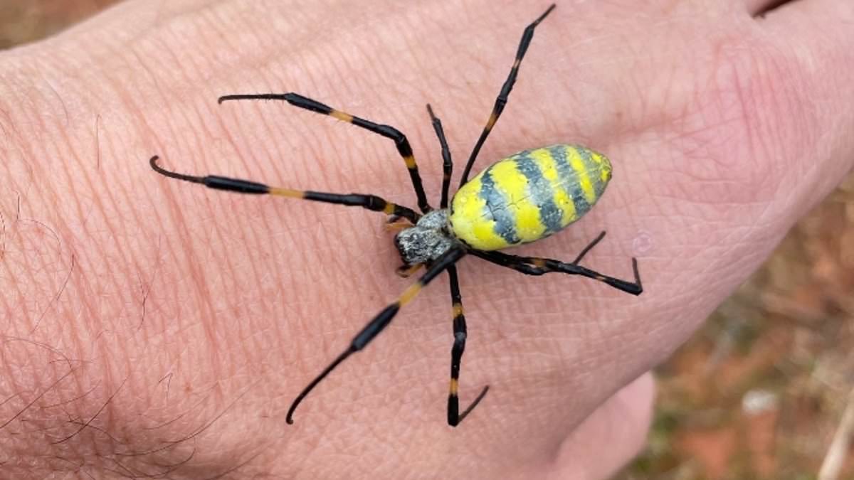 Venomous Joro Spiders Resurge Across U.S., Using Ballooning to Spread