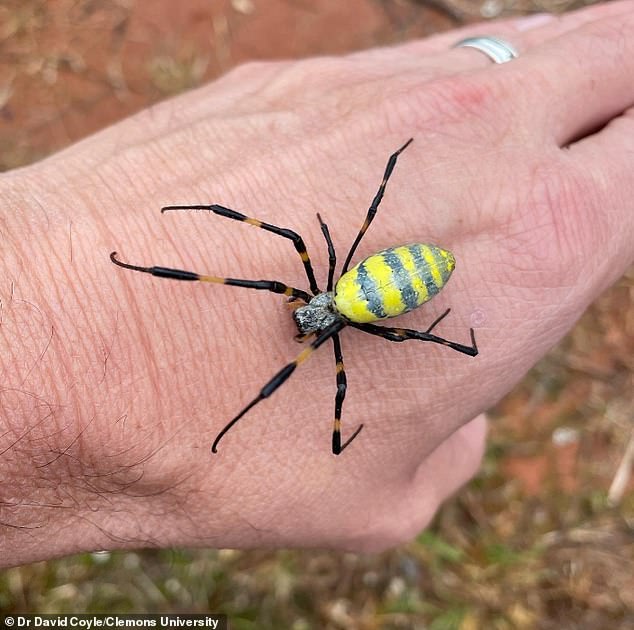 Venomous Joro Spiders Resurge Across U.S., Using Ballooning to Spread