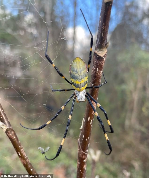 Venomous Joro Spiders Resurge Across U.S., Using Ballooning to Spread