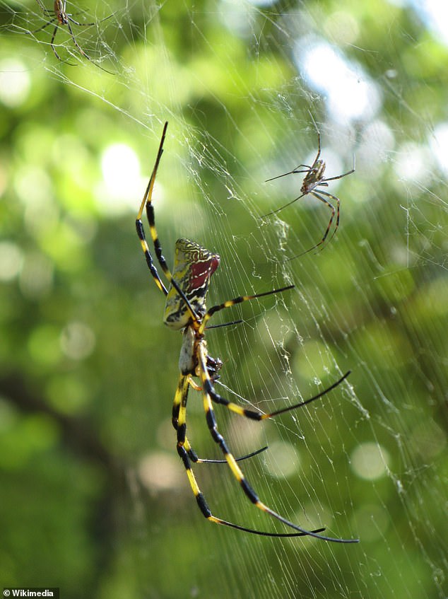 Venomous Joro Spiders Resurge Across U.S., Using Ballooning to Spread