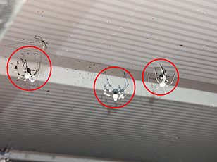 Venomous Joro Spiders Resurge Across U.S., Using Ballooning to Spread