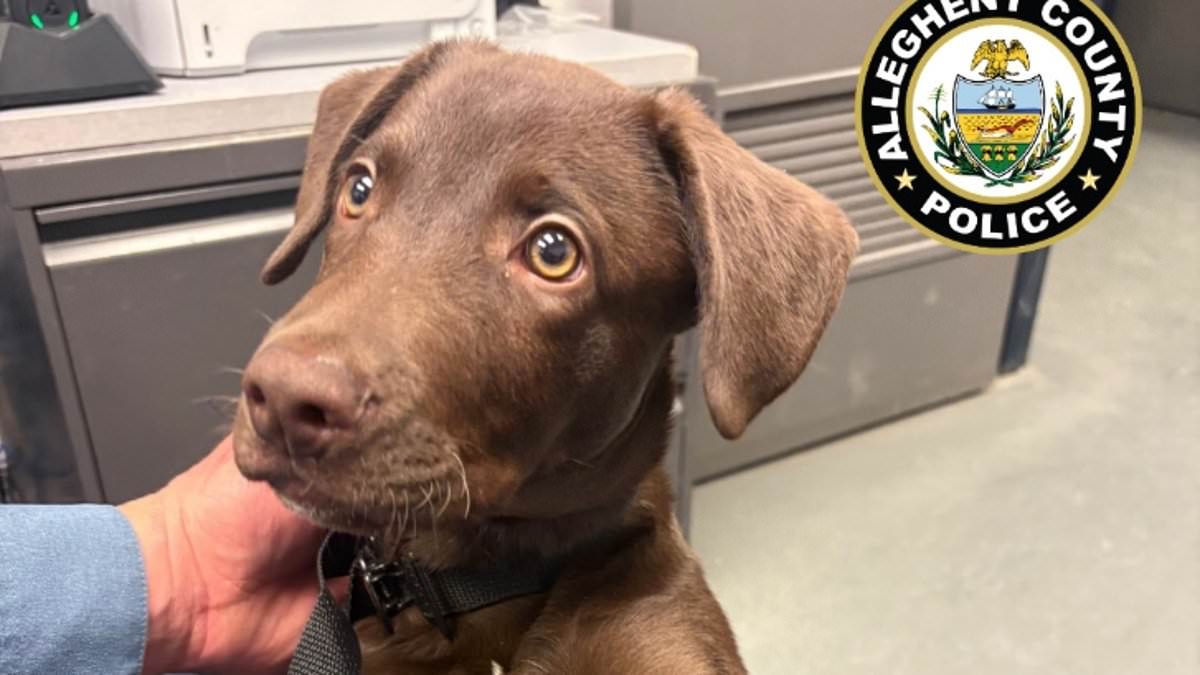 Abandoned Chocolate Labrador Puppy Sparks Viral Outrage and Swift Police Action at Pittsburgh Airport
