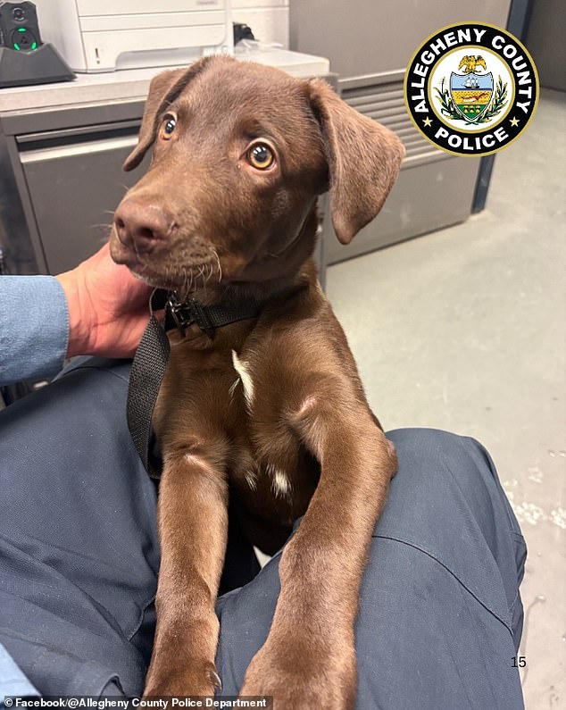 Abandoned Chocolate Labrador Puppy Sparks Viral Outrage and Swift Police Action at Pittsburgh Airport
