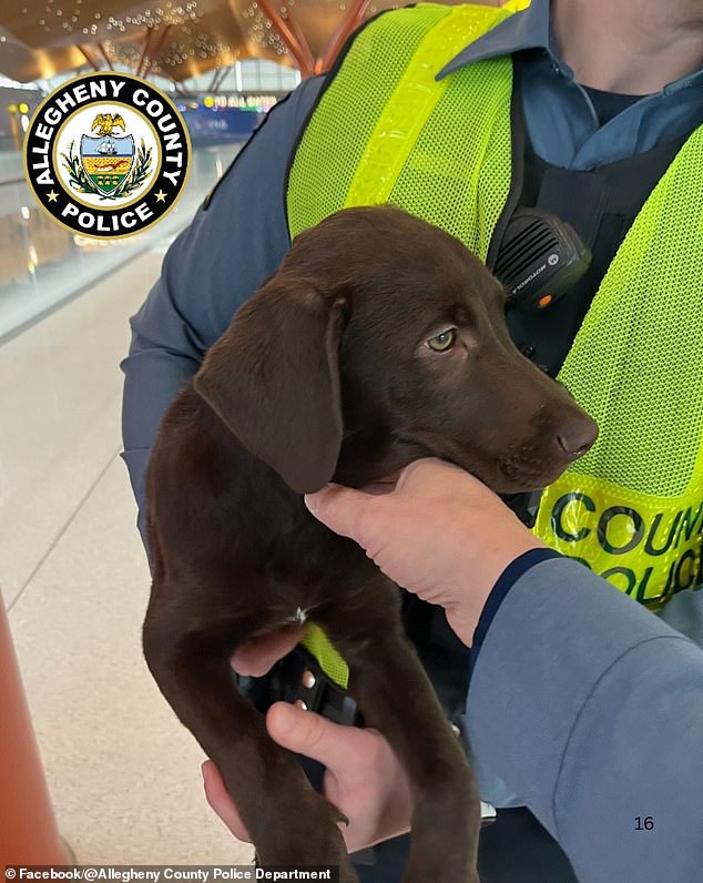 Abandoned Chocolate Labrador Puppy Sparks Viral Outrage and Swift Police Action at Pittsburgh Airport