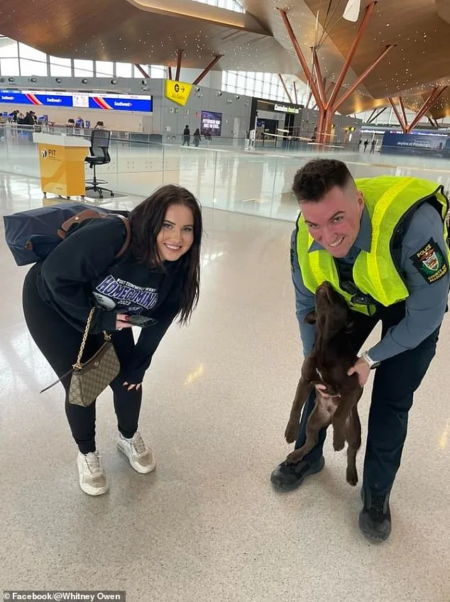 Abandoned Chocolate Labrador Puppy Sparks Viral Outrage and Swift Police Action at Pittsburgh Airport