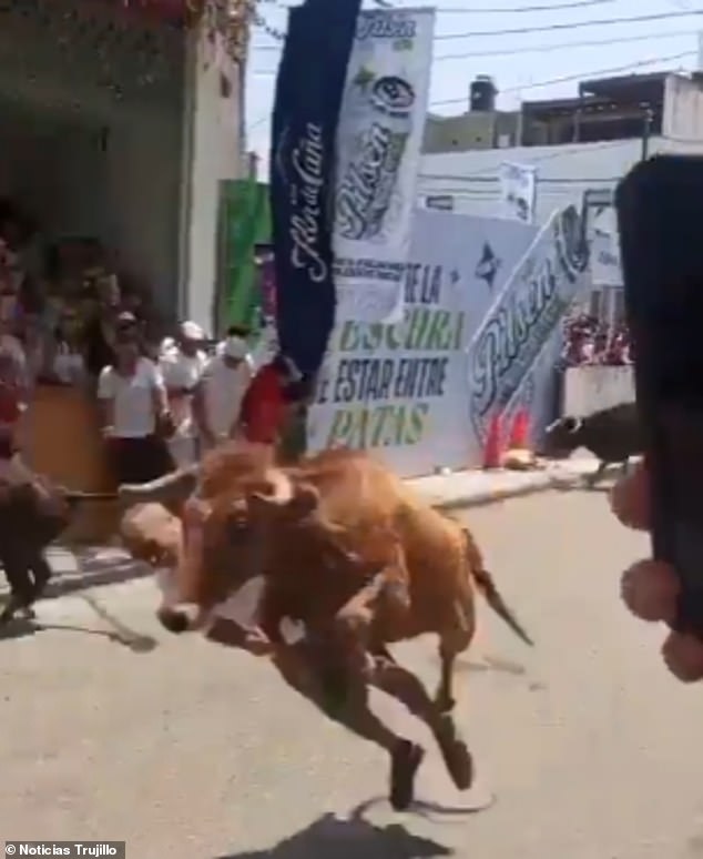 Miraculous Survival as Bull Charge Leaves Man Injured at Peru Festival