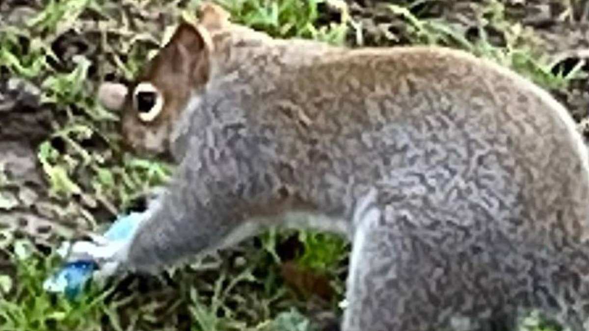 Squirrels Mistake E-Cigarettes for Food, Alarming Wildlife Experts