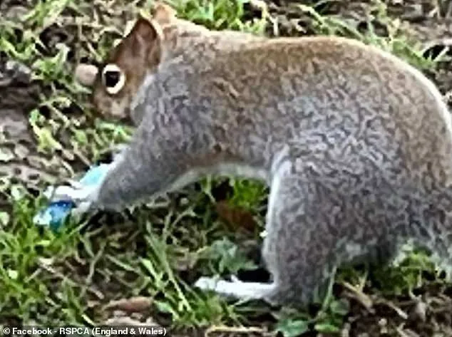 Squirrels Mistake E-Cigarettes for Food, Alarming Wildlife Experts