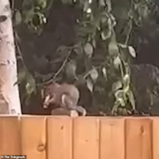 Squirrels Mistake E-Cigarettes for Food, Alarming Wildlife Experts